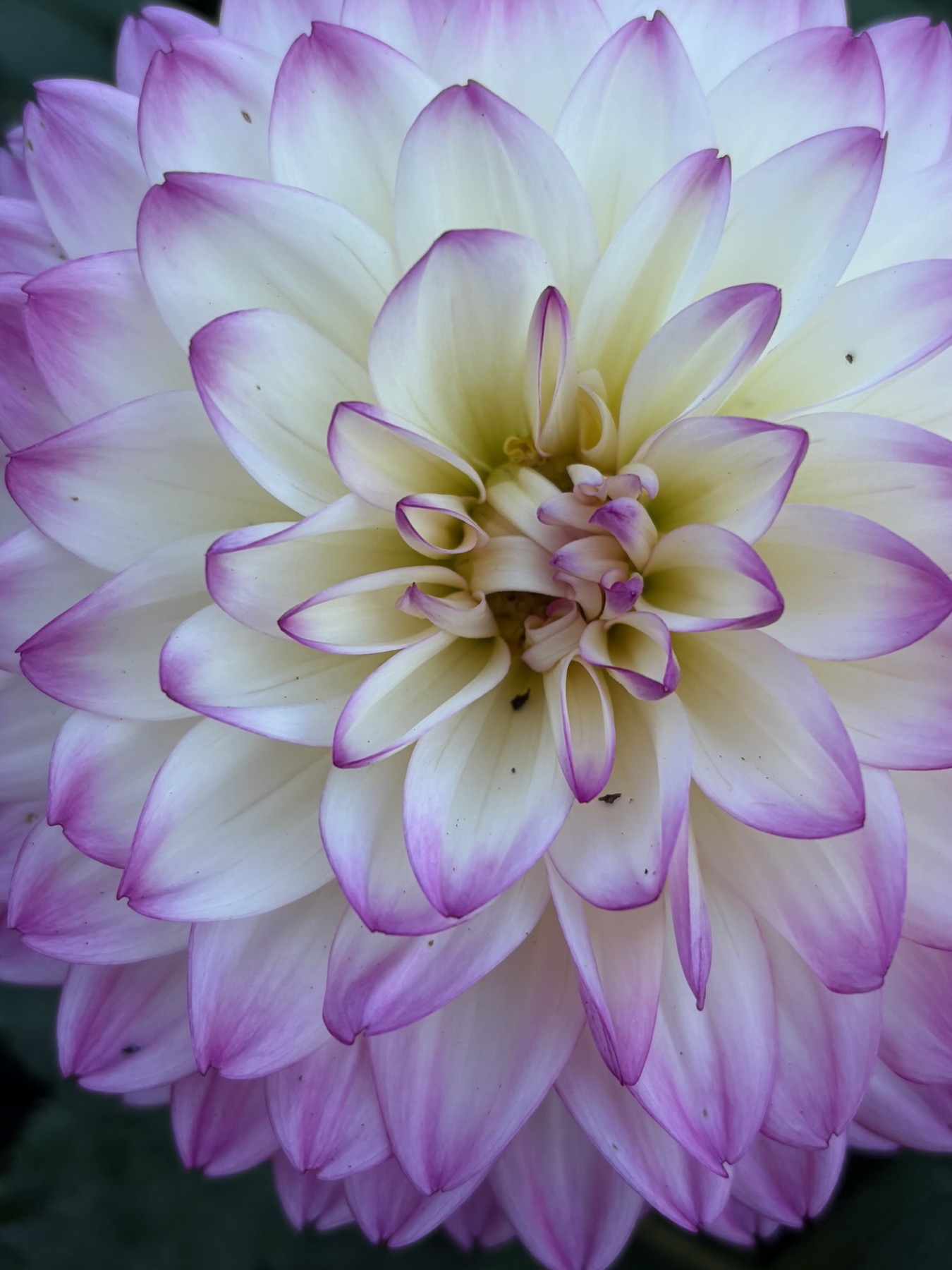 Whispers of Glory gallery photo 19